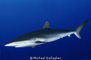 Silky shark in the blue, Sudan by Michael Gallagher 